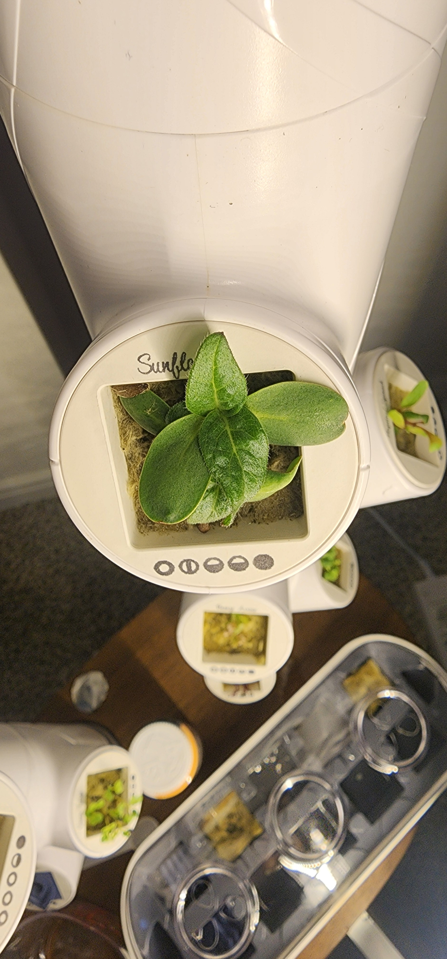Sunflower seedling with broad green leaves in a Gardyn pod