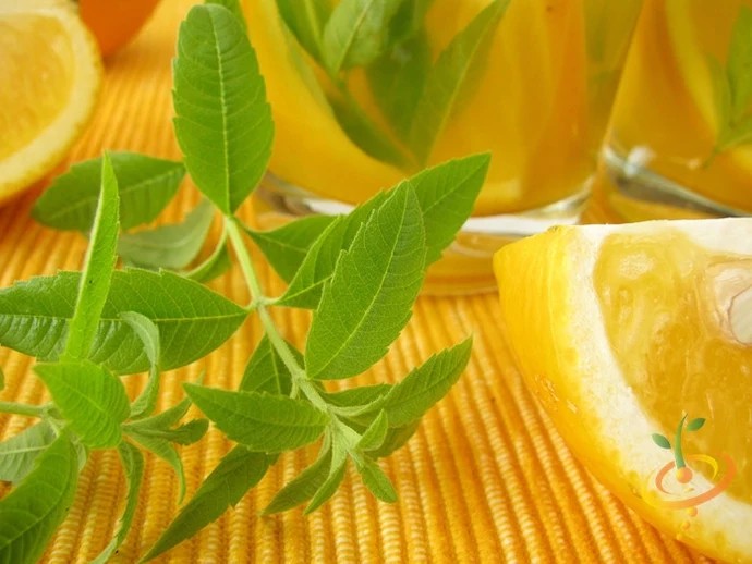 Fresh lemon verbena sprigs beside lemon slices and a glass of lemon water