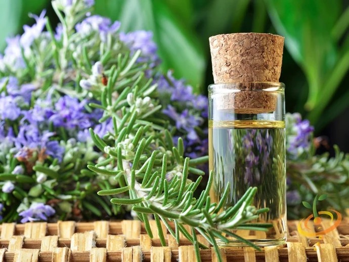 A sprig of rosemary next to a small glass bottle of rosemary oil with lavender blooms behind it