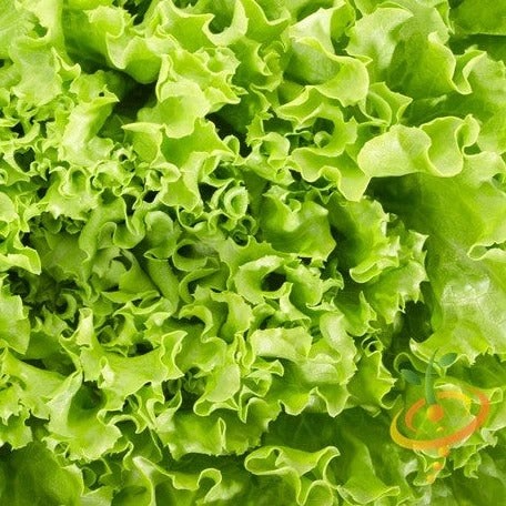 Close-up of ruffled loose-leaf green lettuce leaves