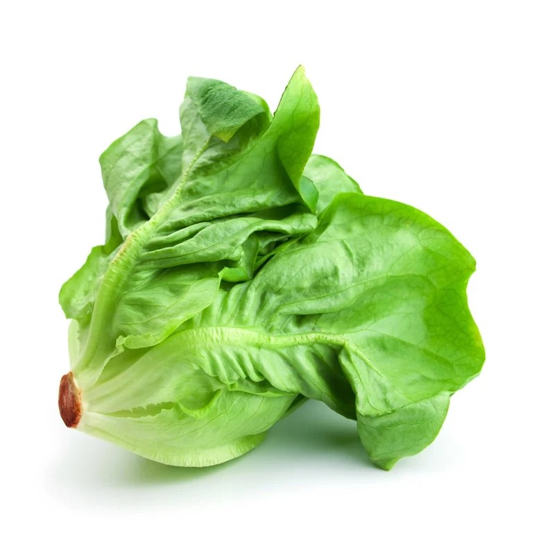 A single head of butterhead lettuce with soft, tender green leaves