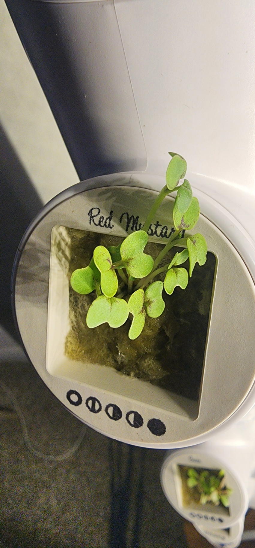 Red Mustard seedling with full green leaves growing in a Gardyn yCube