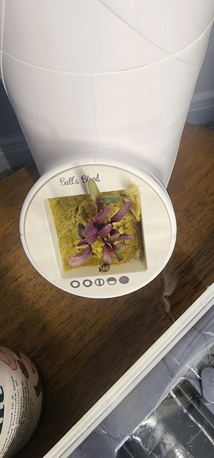 Bull's Blood beet seedling with deep purple leaves in a Gardyn pod