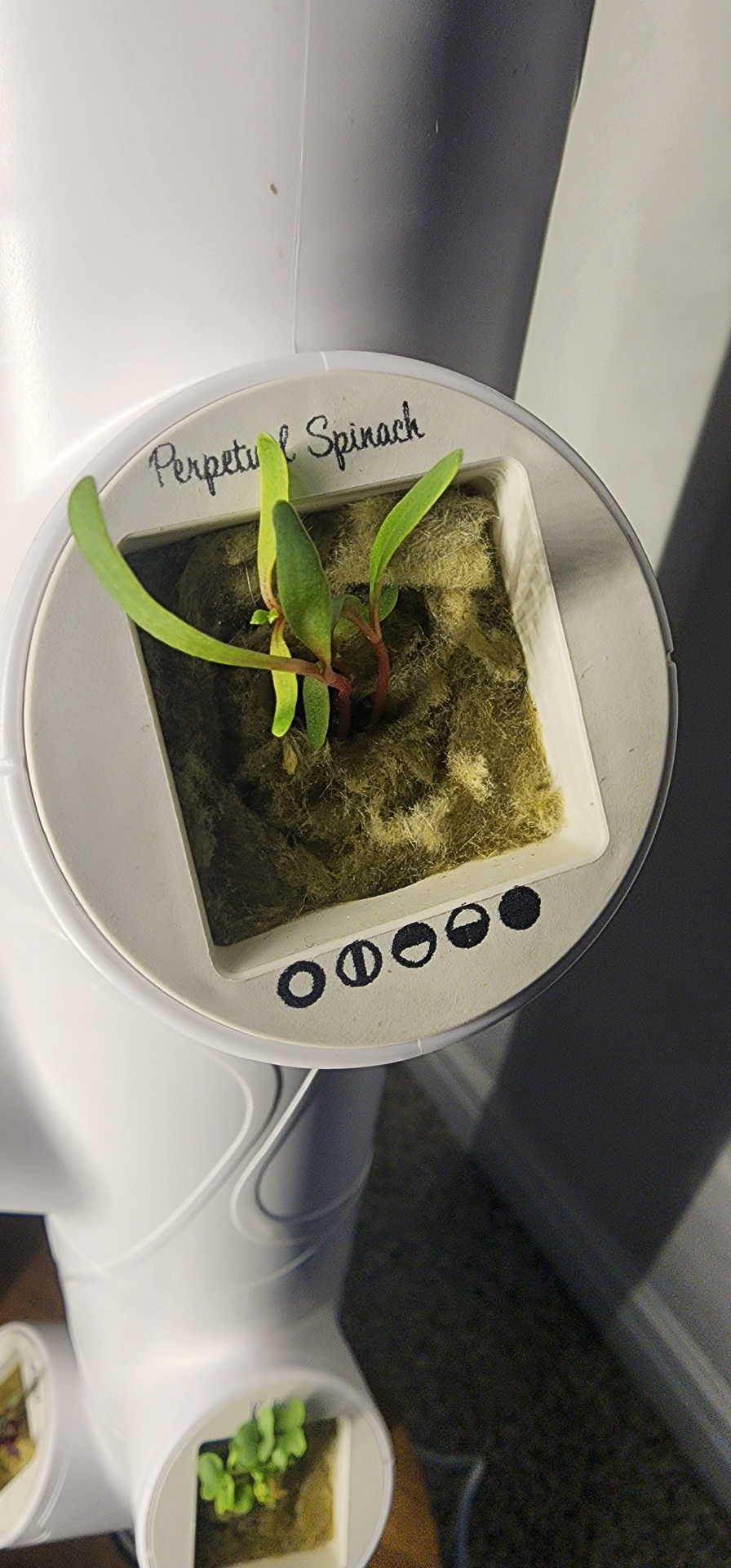Perpetual Spinach seedling with red stems in a Gardyn pod