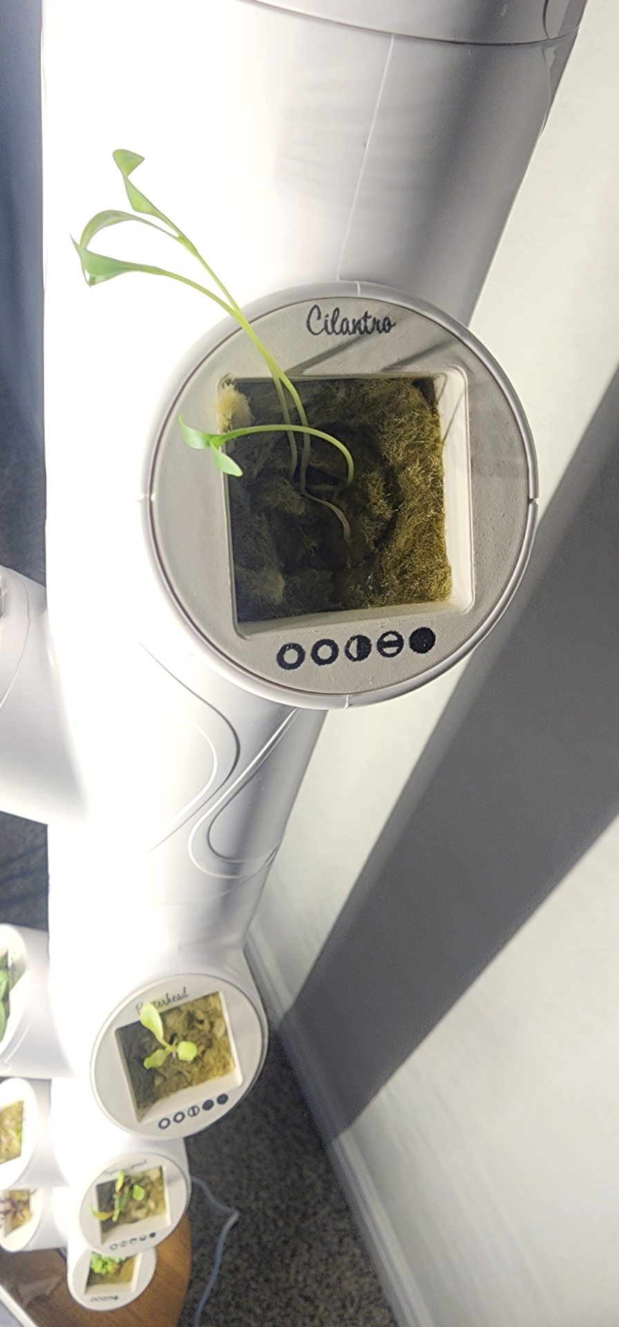 Cilantro seedling with long thin stems reaching toward the light